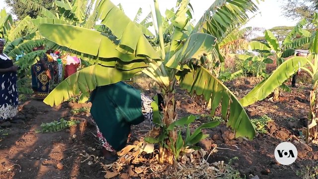 Malawi’s Female Farmers Turn Climate Crisis into Opportunity: Banana Wine Production