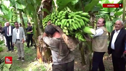 Mersin'de yerli muzun üretim alanı 70 bin dekara ulaştı