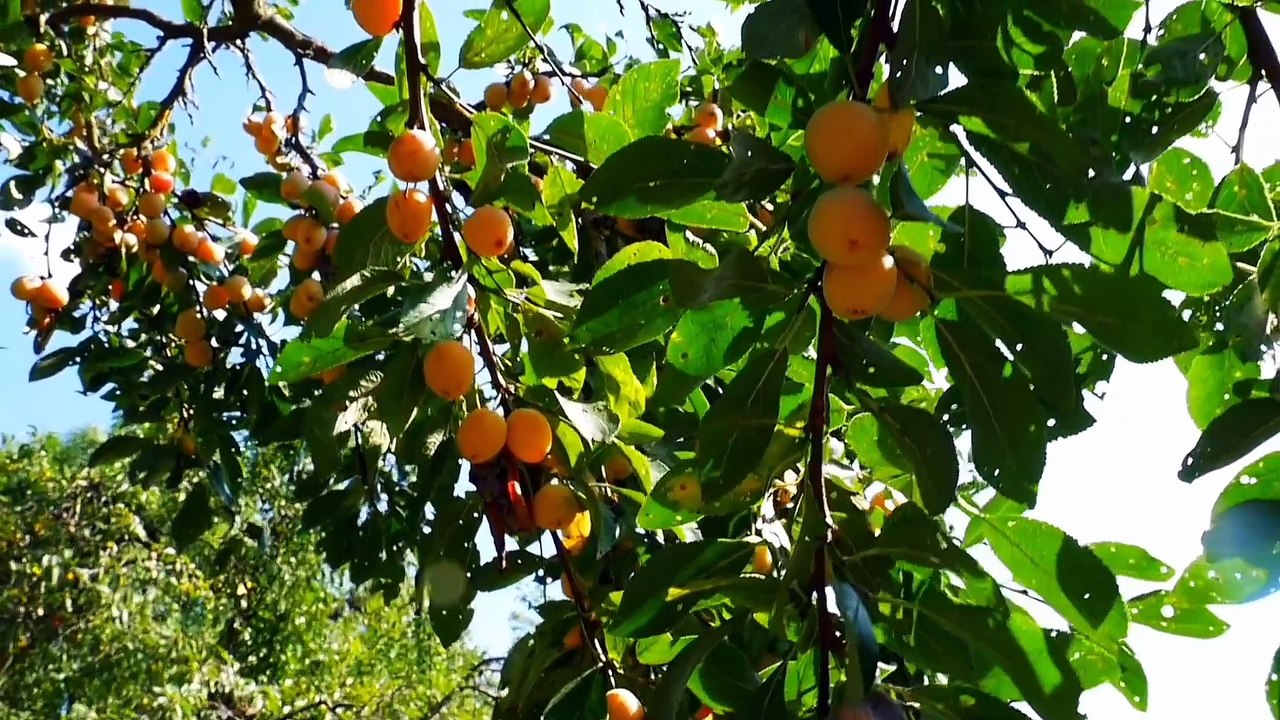Âm nhạc thư giãn trị liệu với cảnh đẹp nhân gian - Ngọt ngào mênh mang thấm tận tâm can