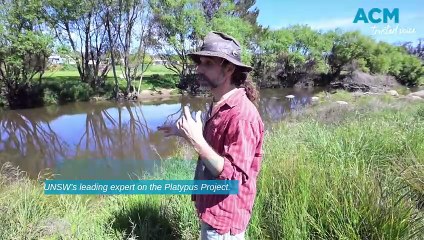 Platypus spotting along the Macdonald River
