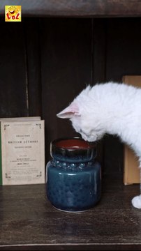 funny dogs | funny video | Laugh out Loud | Shorts #shorts #funny #jokes #funnyvideo #trynottolaugh #trynottolaughchallenge #trynottolaughimpossible #funnyfails #viralvideo #trending