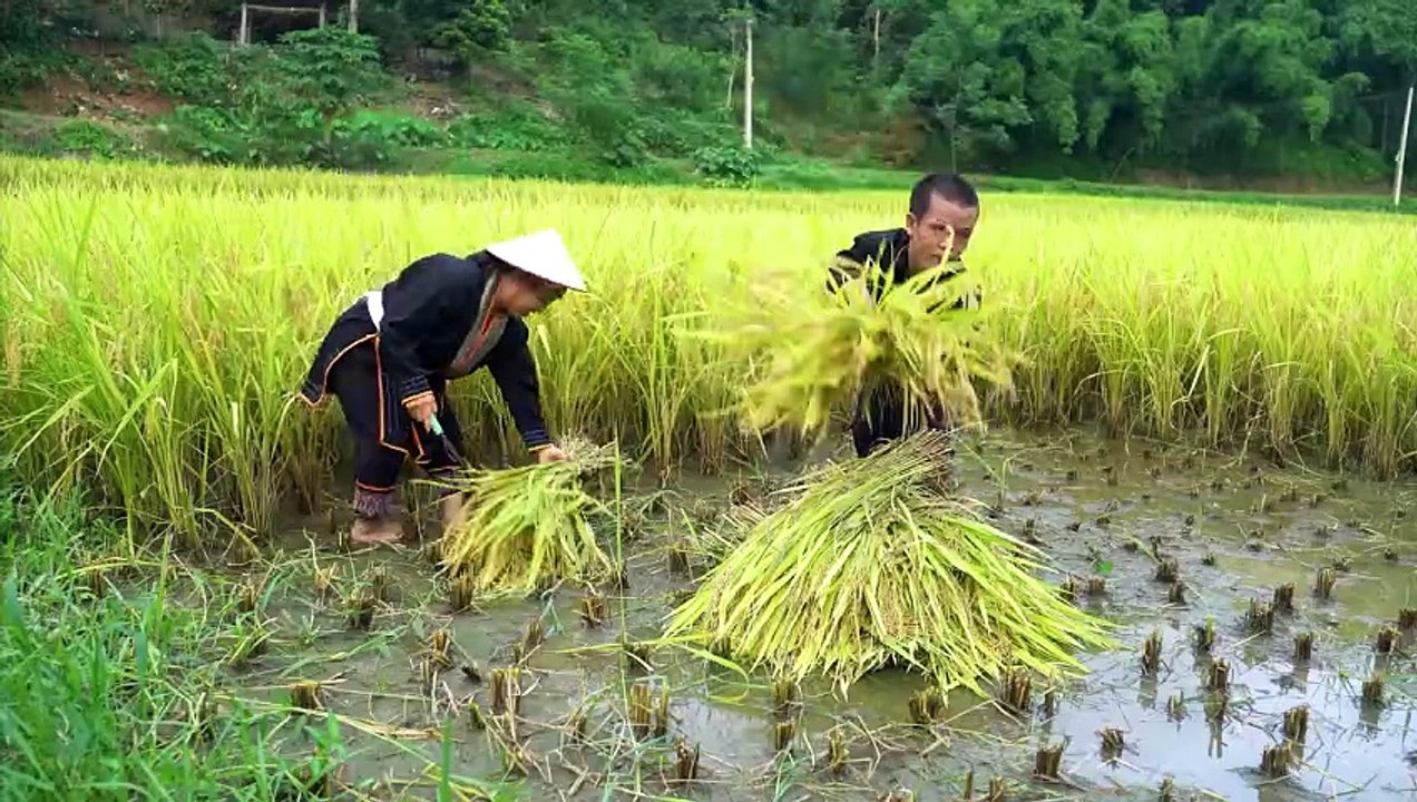 Dwarf family harvesting rice - Catching Frogs and frog dishes