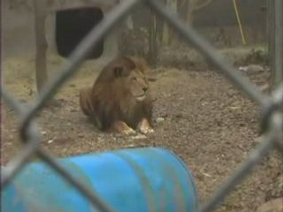 Lone Star Arrel the Lion