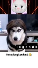 Panda reacting on Funny Instagram meme