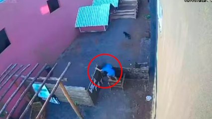 Brasil: Niño de 9 años ingresa a una veterinaria para terminar con la vida de varios animales