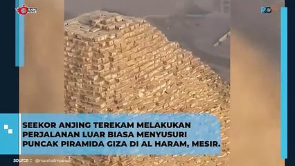 Viral! Seekor Anjing Menikmati Pemandangan di Puncak Piramida Giza