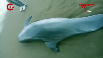 2 metrelik ölü yunus sahile vurdu