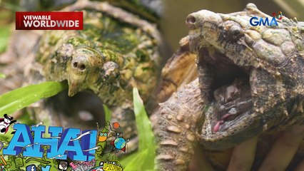 Kagat ng isang pagong, nakakaputol ng daliri?! | AHA!