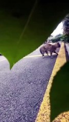 Un chat en chasse un autre en POV