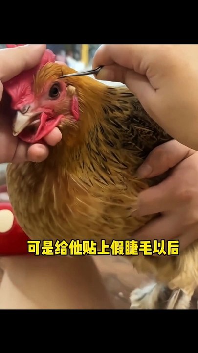 you agree or not funny video #funny2dunia #comedy #laugh #tiktok #fun