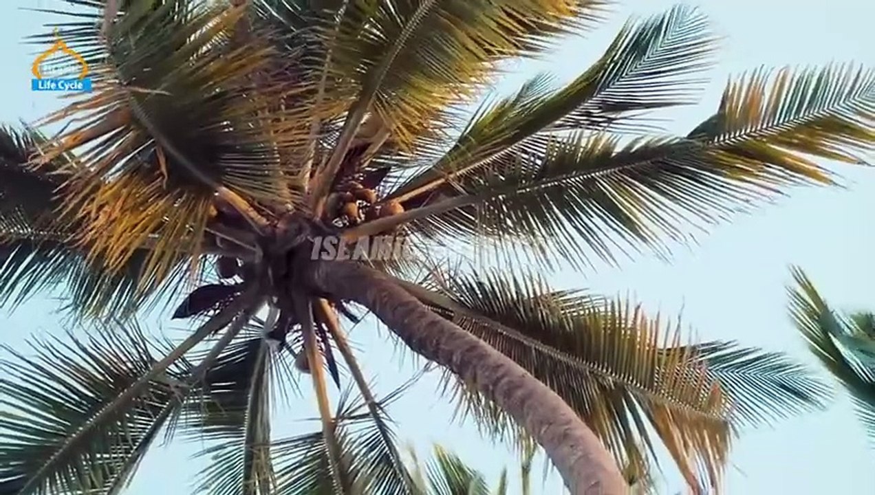 Hazrat Muhammad Saw aur Hazrat Jabir Ki Bakri Ka Waqiya