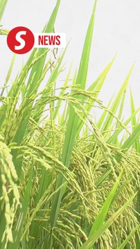 Government to explore potential rice bowl areas in Sabah, Sarawak, says Mohamad
