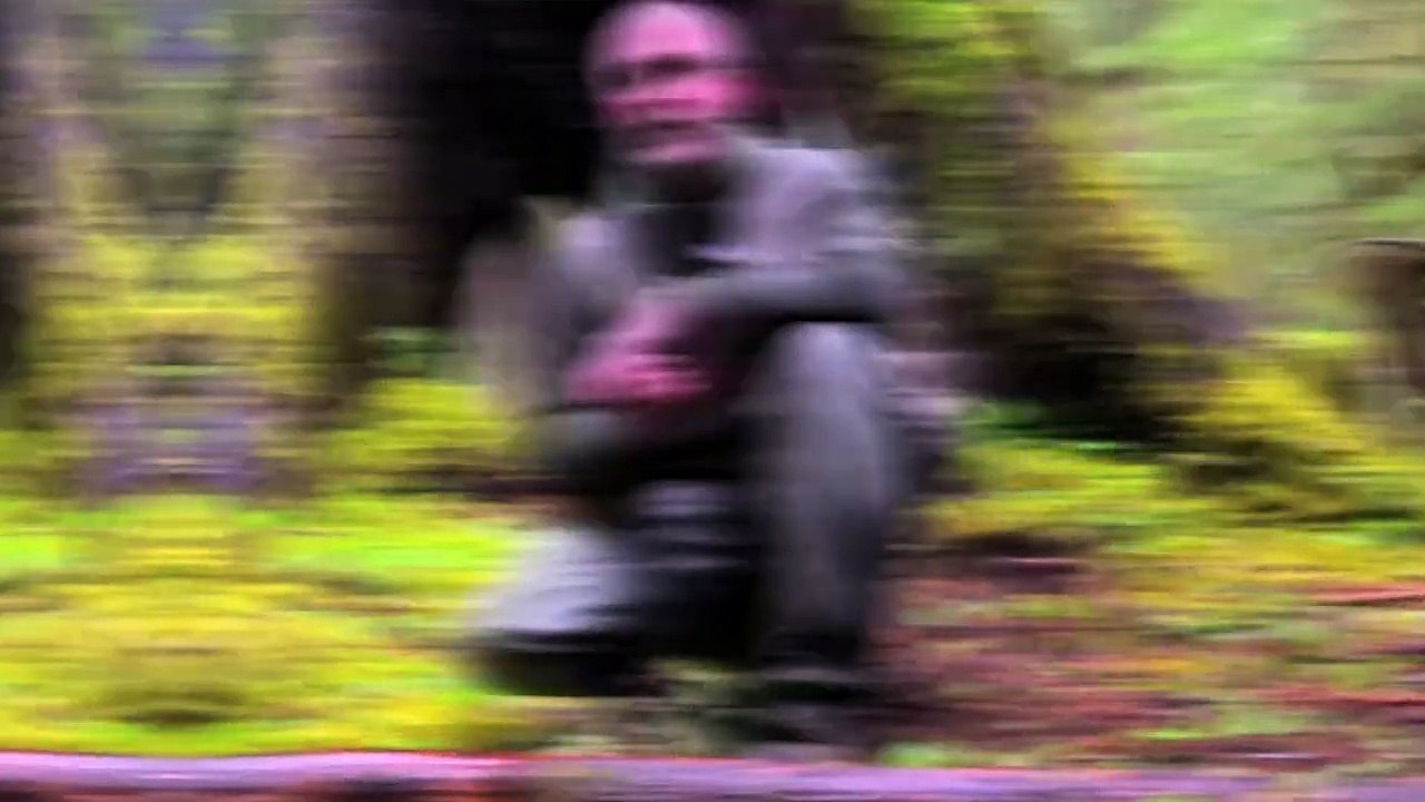 15 MOST Spectacular Forests | BEAUTIFUL Forests and Trees