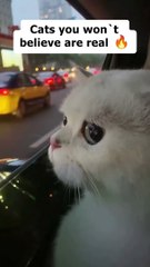 Cats you won`t believe are real ❤️