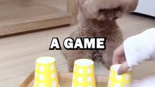 DOG GETS TRICKED! #animalstories #pets #doglover #dogs #dog #cute