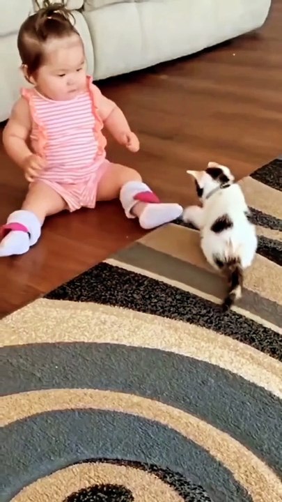 Friendly Kitten Fight