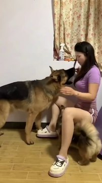 my two dog arguing with me together _daily motion shorts _smartwatch _funny animals _funny_animals