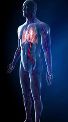 Human Heart Valves Function  #short #heartfunction