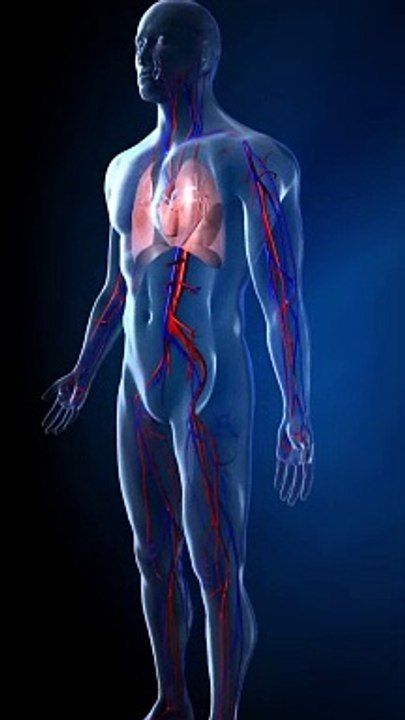 Human Heart Valves Function  #short #heartfunction
