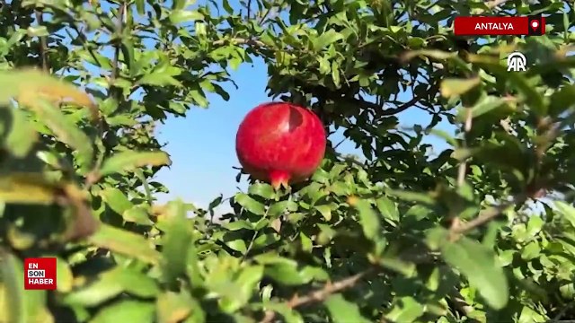 Türkiye'den 9 ayda 114 ülkeye 1 milyar 160 milyon dolarlık meyve ihracatı