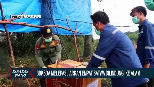 BBKSDA Riau Melepasliarkan 4 Ekor Satwa Dilindungi ke Habitatnya!