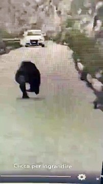 L'orso in fuga sulla strada: inseguito, trova un pertugio sotto il guardrail
