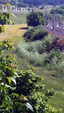 Si rivede l'orso Juan Carrito, irrompe nel pollaio e poi fugge verso la montagna