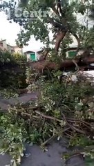 Pineto, la bomba d'acqua abbatte una quercia secolare