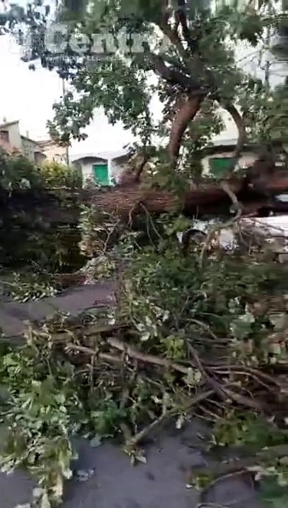 Pineto, la bomba d'acqua abbatte una quercia secolare
