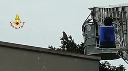 Il pappagallo in fuga ? sul tetto, il momento in cui i vigili del fuoco riescono ad acciuffarlo con il retino