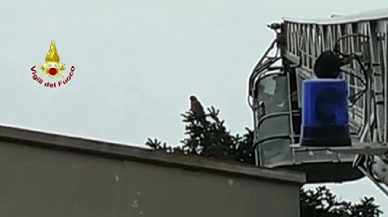 Il pappagallo in fuga ? sul tetto, il momento in cui i vigili del fuoco riescono ad acciuffarlo con il retino