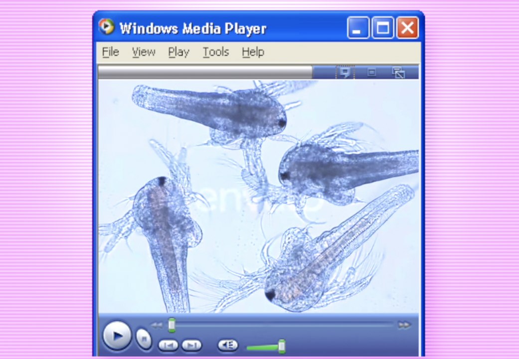 Les Pifises / Sea Monkeys