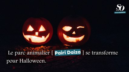 Le parc animalier Pairi Daiza fête Halloween