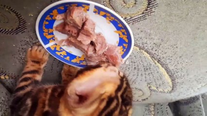 Есть мясо впервые  Bengalcat Bengalkittens Dakota Gold Cattery For Animal secrets