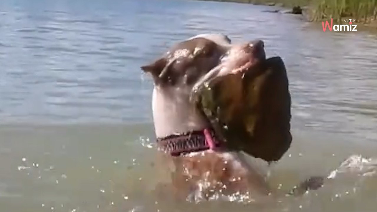 Elle admire son chien nager sous l’eau : son visage se fige quand elle ne le voit pas remonter à la surface