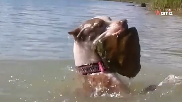 Elle admire son chien nager sous l’eau : son visage se fige quand elle ne le voit pas remonter à la surface