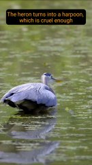 The heron turns into a harpoon, which is cruel enough