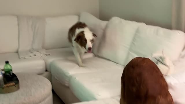 Dog Wakes Up Deaf Friend To Let Him Know Owners Are Home | Happily TV