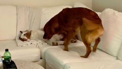 Dog Wakes Up Deaf Friend To Let Him Know Owners Are Home | Happily TV