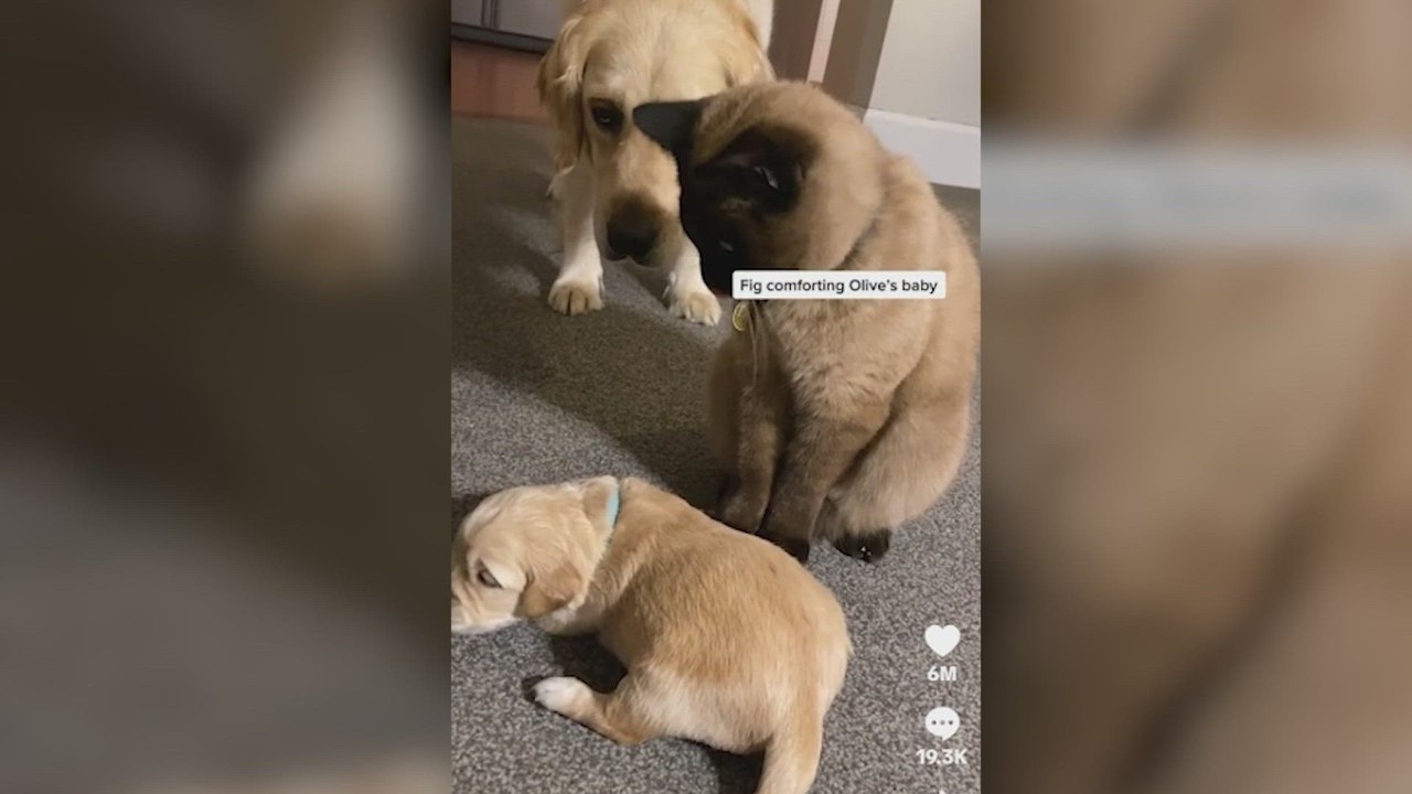 Una Golden retriever se queda sin fuerzas para cuidar de su cachorro y un gato toma el mando para conquistar millones de corazones