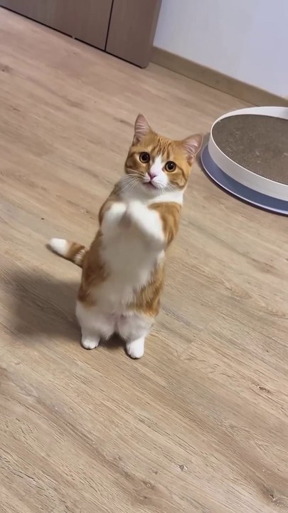 Funny cute animals-Part 8 #catsanddogs  #catsanddogs  #cute  #funny423234