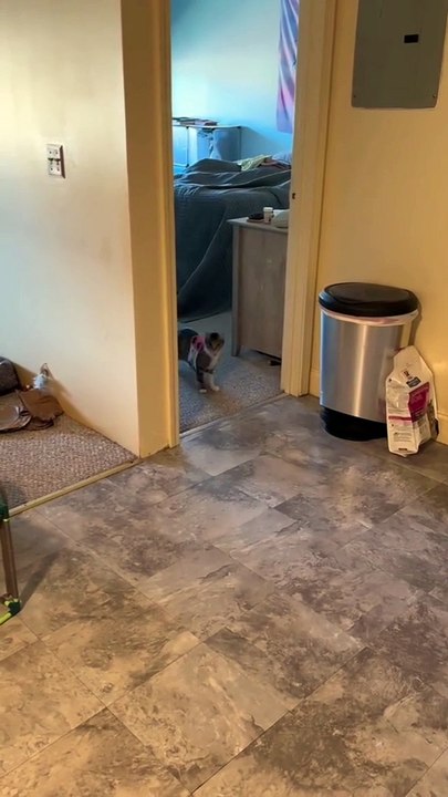 Funny cute animals-Part 9 #catsanddogs  #cat  #cute  #funny #pets64654