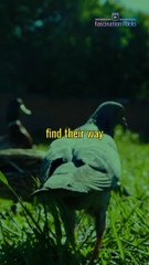 Why Pigeons Are the Ultimate Navigators