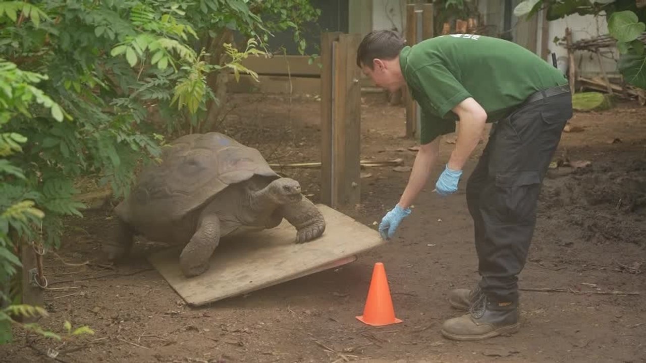 Galapagos Tortoises Weigh-In at London Zoo for World Reptile Day