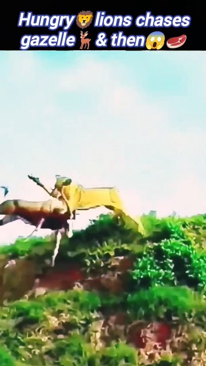 Lion attack | Lion hunting video | #trending #animal #nature