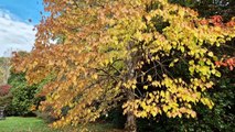 Beautiful autumn golden colours at National Trust property near Haywards Heath