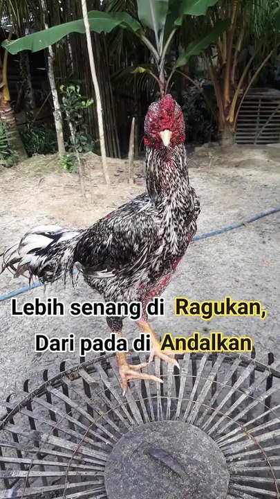 jali super