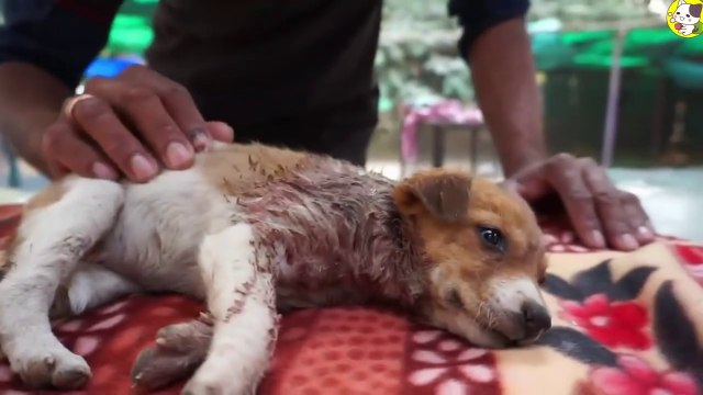 首から大量出血し倒れる子犬、痛みで動く事も出来ず耐えています、子犬は危篤状態ですA puppy is bleeding profusely from its neck and collapses. It is in such pain that it cannot move. The puppy is in critical condition.