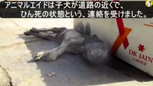 意識不明の子犬は、既にひん死の状態で、もう命を救うには遅すぎたと誰もが思いましたThe unconscious puppy was already near death, and everyone thought it was too late to save his life.