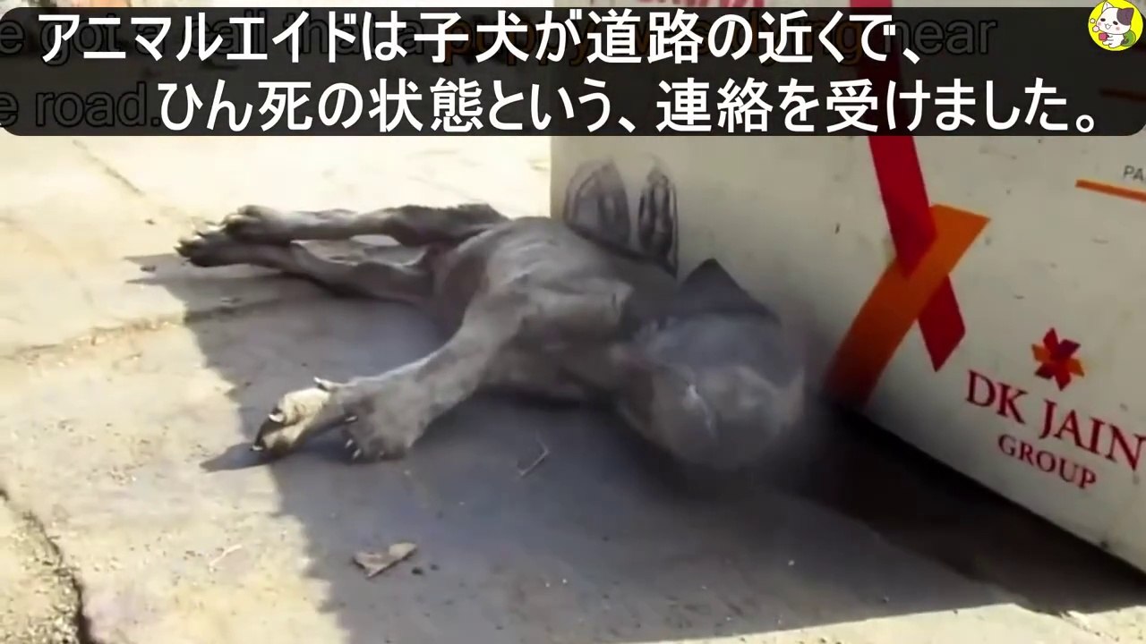 意識不明の子犬は、既にひん死の状態で、もう命を救うには遅すぎたと誰もが思いましたThe unconscious puppy was already near death, and everyone thought it was too late to save his life.